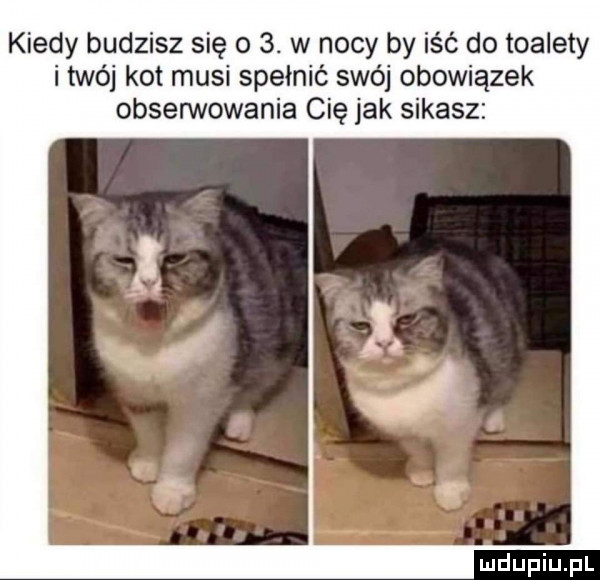 kiedy budzisz się o  . w nocy by iść do toalety i twój kot musi spełnić swój obowiązek obserwowania cię jak sikasz