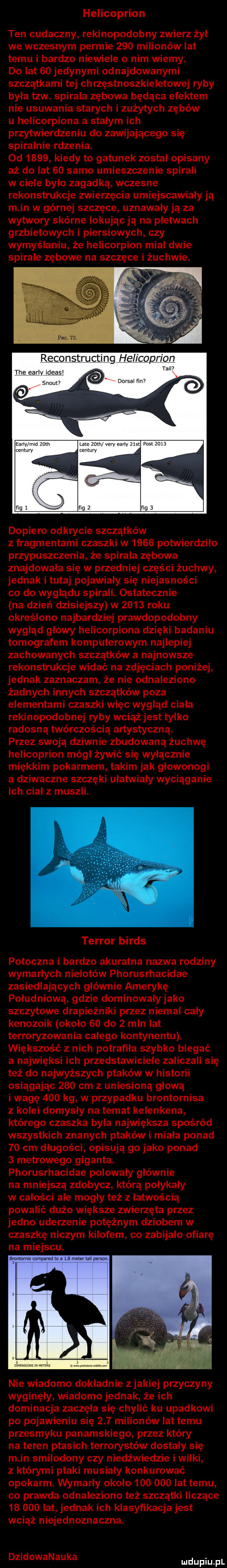 reconstructing helicoprion tan tee early wdeas snow doria rm we m-c vm early ym www er anmrms kompani m a e mam mu perm