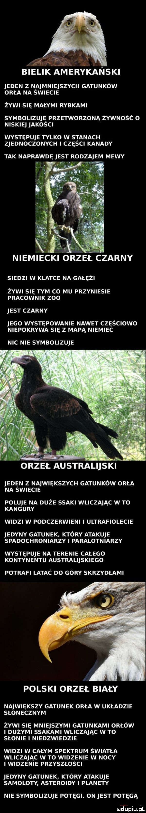 s     a. n bielik amerykanski jeden z najmniejszych gatunków orła na swiecie żywi się małymi rybkami symbolizuję przetworzoną żywność o niskie jakosci występuje tylko w stanach zjednoczonych i części kanady tak naprawdę est rodzajem mewy śa v a u niemiecki orzełiczarny siedzi w klatce na gałęzi żywi się tym c  mu przyniesie pracownik zoo jest czarny ego występowanie nawet częściowo niepokryta się z mapą niemiec nic nie symbolizmie eden z największych gatunków orła na swiecie poluje na duże ssaki wliczając w to kangury widzi w podczerwieni i ultrafiolecie etyny gatunek który atakuje spadochroniarzy i paralotniarzy występuje na terenie całego kontynentu australijskiego potrafi latac do góry skrzydłami polski orzeł biały największy gatunek orła w układzie słonecznym żywi się mniejszymi gatunkami orłów i duzymi ssakami wliczając w to słonie i niedzwiedzie widzi w całym spektrum światła wliczając w to widzenie w nocy i widzenie przyszłości jedyny gatunek który atakuje samoloty asteroidy i planety nie symbolizuje potęgi. on jest potęgą ludlupiupl