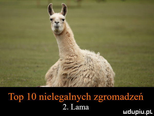 top    nielegalnych zgromadzeń  . lama