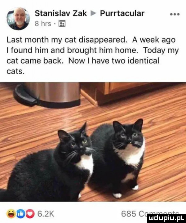 stanislav zak l purrtacular. list month my cat disappeared. a wiek ago ifound ham and brought ham home. toddy my cat café beck. now i hace tao identical caus. o    k     cm