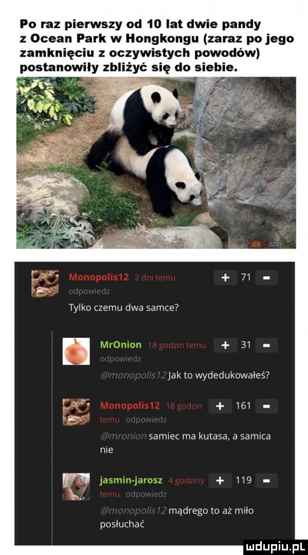 po raz pierwszy od    lat dwie pandy z ocean park w hongkongu zaraz po jego zamknięciu z oczywistych powodów postanowiły zbliżyć się do siebie.  . tylko czemu dwa samce jak to wyded ukowa e   samiec ma kutasa a samica       mądregc o az malo posiudwać