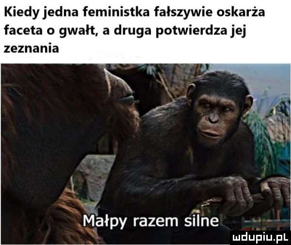 kiedy jedna feministka fałszywie oskarża faceta o gwałt a druga potwierdza jej zeznania l k. małpy razem silne