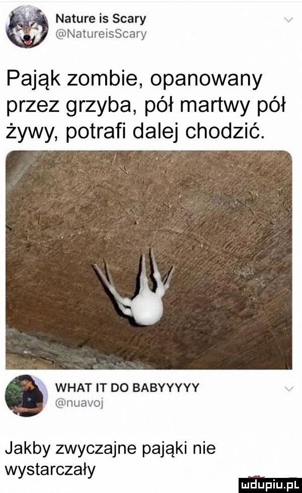 nature is saary z natureisscary pająk zombie opanowany przez grzyba pół martwy pół żywy potrafi dalej chodzić. wiat lt do babyyyyy nuavoi jakby zwyczajne pająki nie wystarczały