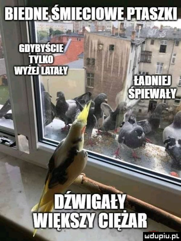 bieiiie śmiegiiiwe p iiisiii nmdupiu. pl