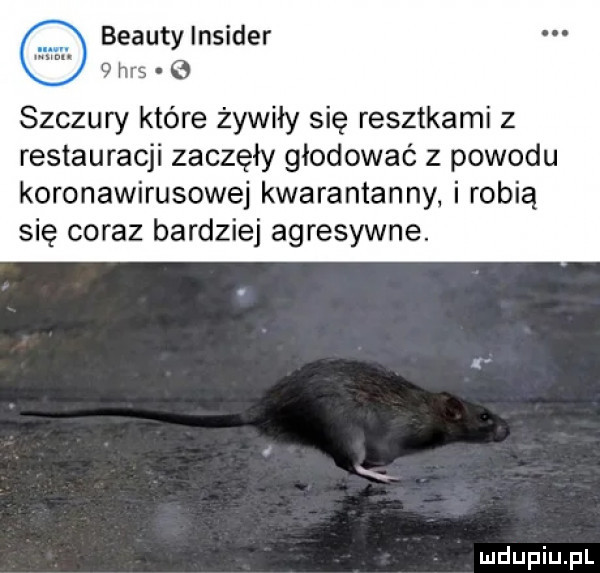 blauty insider   his szczury które żywiły się resztkami z restauracji zaczęły głodować z powodu koronawirusowej kwarantanny i robią się coraz bardziej agresywne