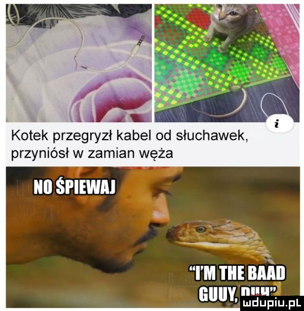 aol kotek przegryzł kabel od słuchawek przyniósł w zamian węża ibl śpiewa i m tnie bnin guldy. i iiiii