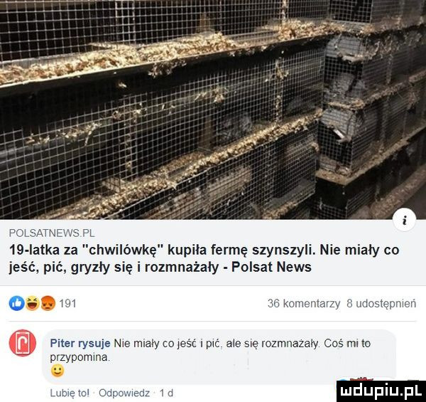 f t    iatka za cewi olkę kupila farmę szynszyli. nie miały co jeść. pac gryzły się i rozmnażały polsat news. w piter nrsuie przvpomma