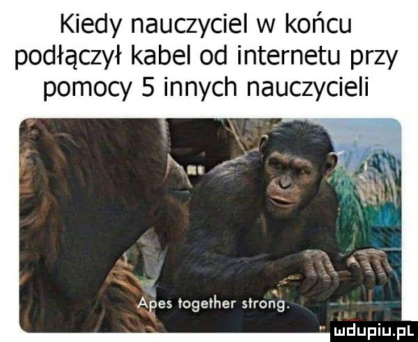 kiedy nauczyciel w końcu podłączył kabel od internetu przy pomocy   innych nauczycieli   a      together strong. ui duciu pl