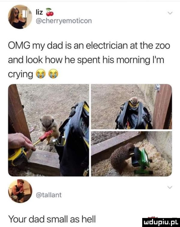 ilz cherryemoncon omg my ddd is an electrician at tee zoo and look hiw he stent his morfing i m crying lallanl your ddd stall as hall