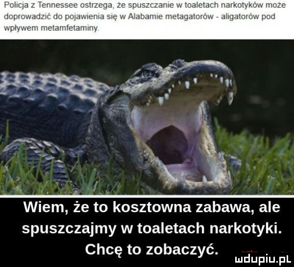 wiem że to kosztowna zabawa ale spuszczajmy w toaletach narkotyki. chcę to zobaczyć