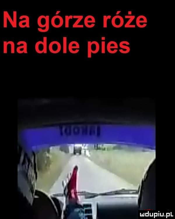 na górze róże na dole pies