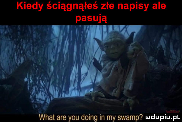 kiedy ściągnąłeś złe napisy ale pasw ą wiat are y-u doing in my swamp