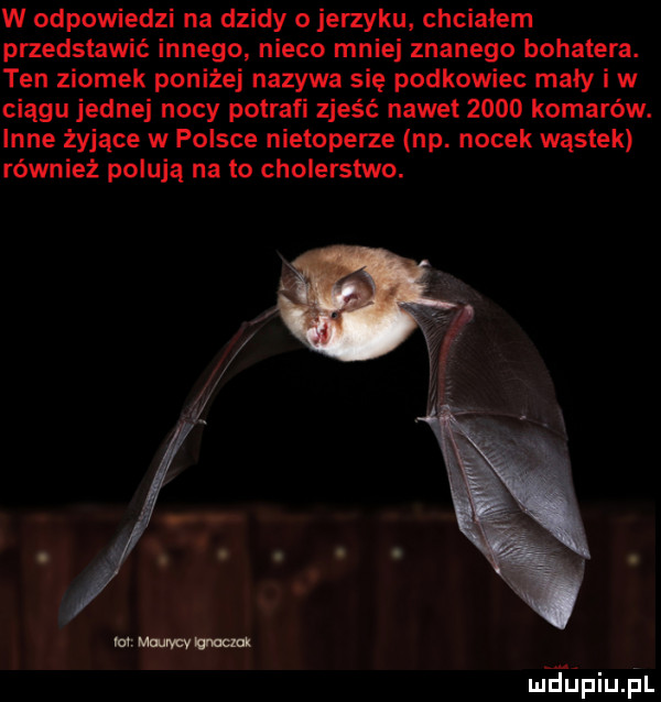 w odpowiedzi na dzidy o jerzyku chciałem przedstawić innego nieco mniej znanego bohatera. ten ziomek poniżej nazywa się podkowiec mały iw ciągu jednej nocy potrafi zjeść nawet      komarów. inne żyjące w polsce nietoperze np. nocek wąstek również polują na to cholerstwo. meńpqul