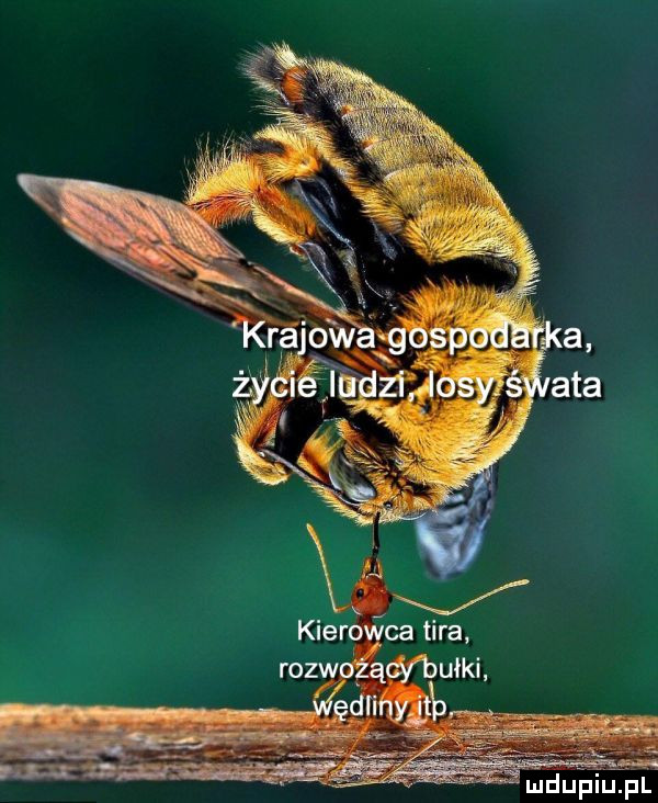 kierowca tira rozwdzącvbułki