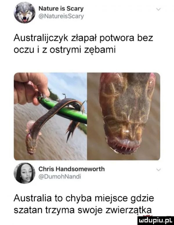 nature is saary nalureisscary australijczyk złapał potwora bez oczu i z ostrymi zębami chris handsomeworth dumohnandi australia to chyba miejsce gdzie szatan trzyma swoje zwierzątka