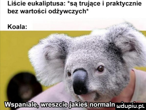 liście eukaliptusa są trujące i praktycznie bez wartości odżywczych koala wspaniale wjakles normaln uhupiupl