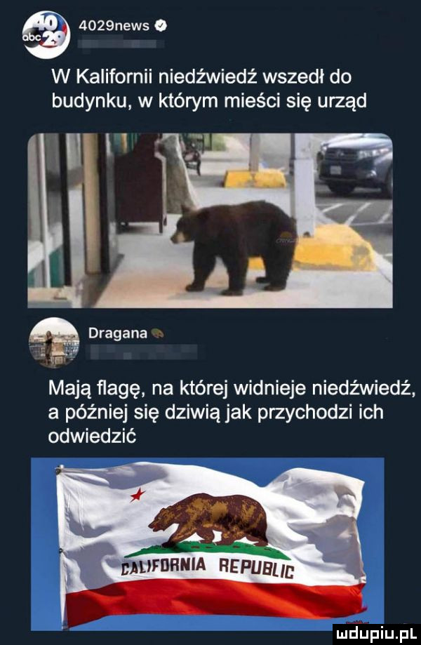 news o w kalifornii niedźwiedź wszedł do budynku w którym mieści się urząd i dragana. ł. mają flagę na której widnieje niedźwiedź a później się dziwią jak przychodzi ich odwiedzić maca wś