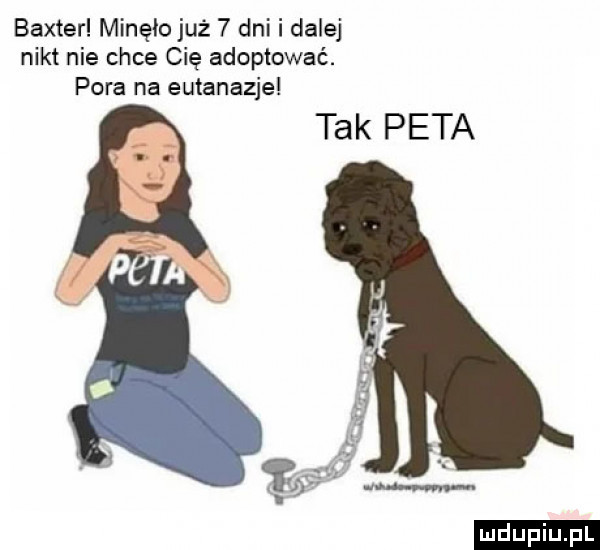 baxter minęłojuż   dni i dalej nikt nie chce cię adoptować. pora na eutanazje tak peta ludu iu. l