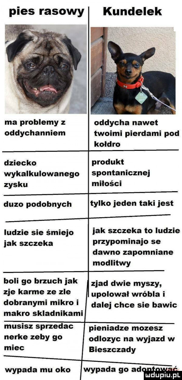 pies rasowy kundelek ma problemy z oddycha nawet oddychanniem twoimi pierdami pod koldro dziecko produkt wykalkulowanego spontanicznej zysku miłości duzo podobnych tylko jeden taki jest ludzie sie śmiejo jak szczeka to ludzie idk szczeka przypominało se dawno zapomniane modlitwy boli go brzuch jak zje karme ze zle dobranymi mikro i makro skladnikami zład dwie myszy upolowal wróbla i dalej chce sie bawic musisz sprzedac nerke zeby go miec pieniadze mozesz odlozyc na wyjazd w bieszczady d. w m wypada mu oko