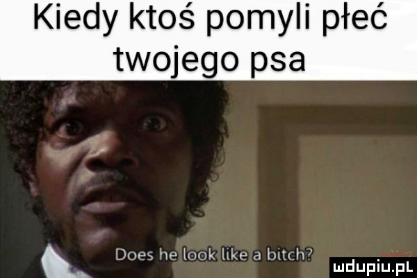 kiedy ktoś pomyli płeć twojego psa dres he look like a bmw mduplu pl