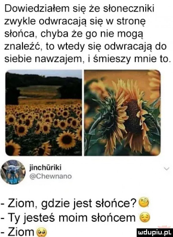 dowiedziałem się że słoneczniki zwykle odwracają się w stronę słońca chyba że go nie mogą znaleźć to wtedy się odwracają do siebie nawzajem i śmieszy mnie to. jinchﬂriki. im ihvwnmm ziom gdziejest słońce ty jesteś moim słońcem ziom
