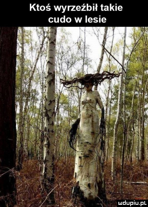 ktoś wyrzeźbił takie cudo w lesie in   . abakankami. x