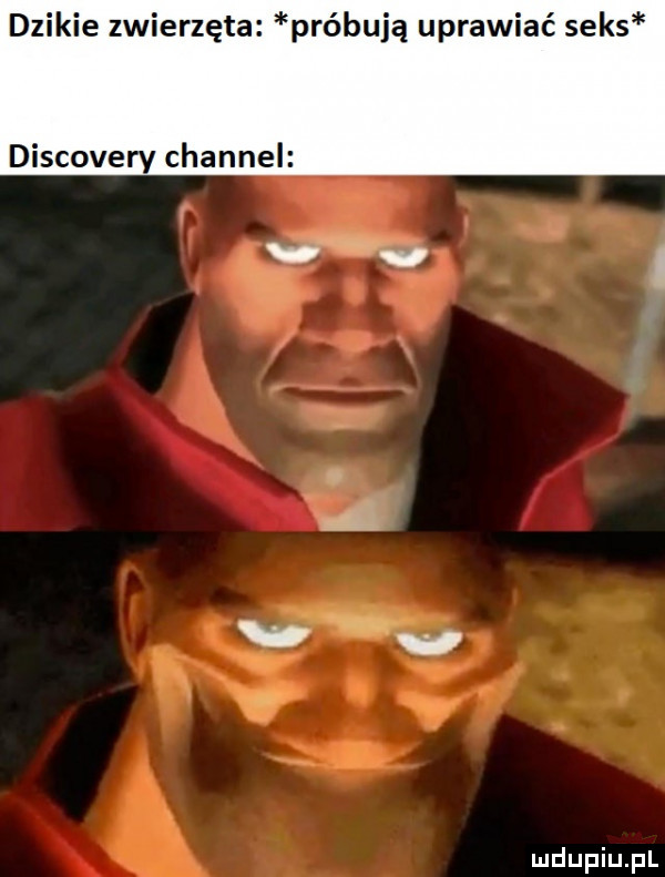 dzikie zwierzęta próbują uprawiać seks discovery channel