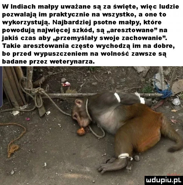 w indiach malpy uważane są za święte więc ludzie pozwalają im praktycznie na wszystko a one to wykorzystują. najbardziej płotno małpy które powodują najwięcej szkód są aresztowane na jakiś czas aby przemyślały swoje zachowanie. takie aresztowania często wychodzą im na dobre bo przed wypuszczeniem na wolność zawsze są badane przez weterynarza