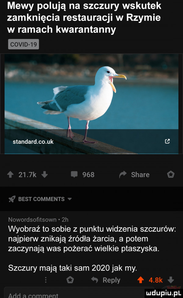 mewy polują na szczury wskutek zamknięcia restauracji w rzymie w ramach kwarantanny slandardmo uk rg     k i fai     stare   best comments nowordsoﬁtsown  h wyobraź to sobie z punktu widzenia szczurów najpierw znikają źródła żarcia a potem zaczynają was pożerać wielkie ptaszyska. szczury mają taki sam      jak my. repry    k agd a cnmmpnt i l  jf j fl