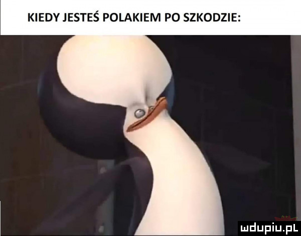 kiedyjesteś polakiem po szkodzie