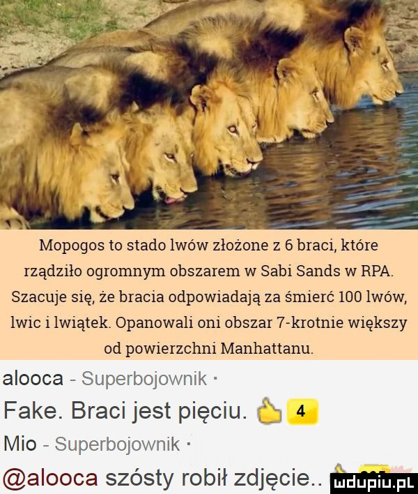 mopogos to stado lwów złożone z   braci które rządziło ogromnym obszarem w sagi sands w rpa. szacuje się że bracia odpowiadają za śmierć     wow iwic i lwiątek. opanowali oni obszar tkrotnie większy od powierzchni manhattanu. alowca superbojownik fake. braci jest pięciu. mio superbojownik alowca szósty robił zdjęcie