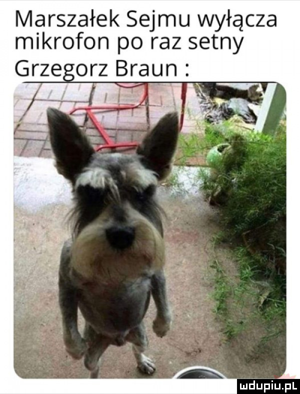 marszałek sejmu wyłącza mikrofon po raz setny grze orz braun ludu iu. l