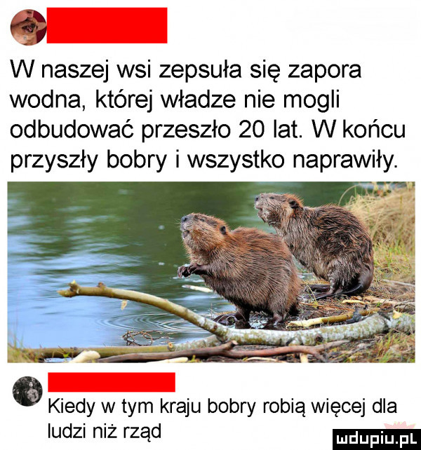 w naszej wsi zepsuła się zapora wodna której władze nie mogli odbudować przeszło    lat. w końcu przyszły bobry i wszystko naprawiły. kiedy w tym kraju bobry robią więcej dla ludzi niż rząd