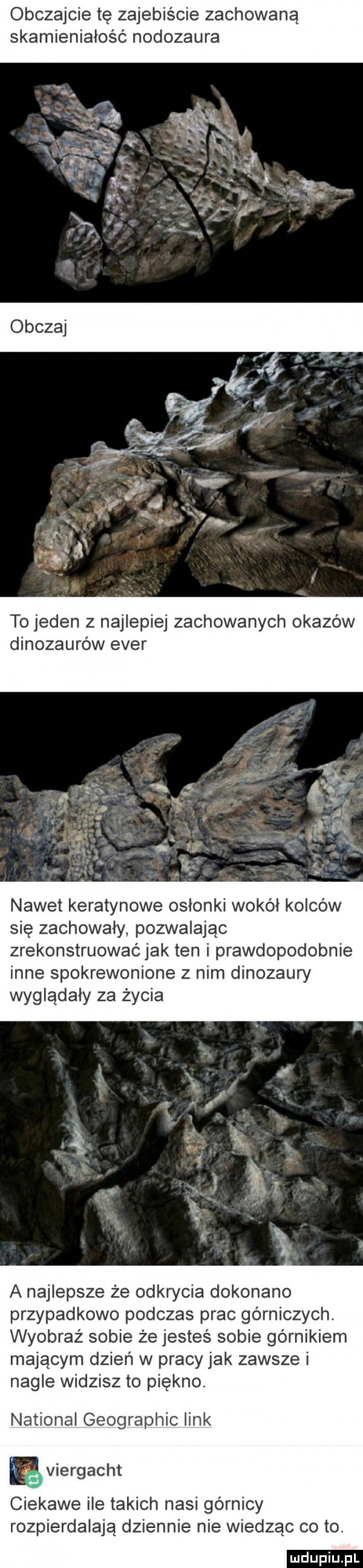obczajcie tę zajebiście zachowaną skamieniałość nodozaura to jeden z najlepiej zachowanych okazów dinozaurów eger nawet keratynowe osłonki wokół kolców się zachowały pozwalając zrekonstruować jak ten i prawdopodobnie inne spokrewonione z nim dinozaury wyglądały za życia a najlepsze że odkrycia dokonano przypadkowo podczas prac górniczych. wyobraź sobie że jesteś sobie górnikiem mającym dzień w pracy jak zawsze i nagle widzisz to piękno national geographic link ę viergacht ciekawe ile takich nasi górnicy rozpierdalają dziennie nie wiedząc co to