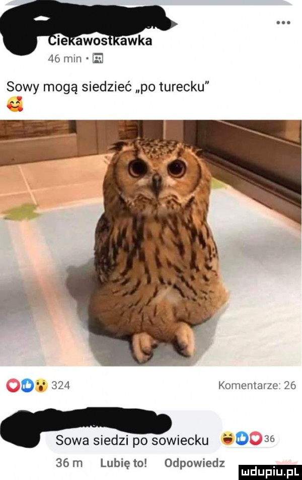 ie amos akka    min e sowy mogą siedzieć po turecku o     komentarze   . sowa siedzi po sowiecku      m lunięto odpowiedz