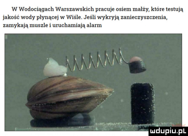 w wodociągach warszawskich pracuje osiem małży które testują jakość wady płynącej w wiśle. jeśli wykryją zanieczyszczenia zamykają muszle i uruchamiają alarm mhupiupl