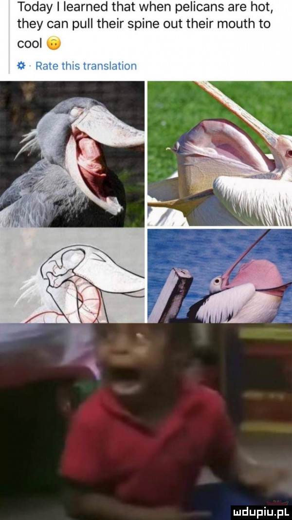toddy i learned trat wien pelicans are hot they cen pull their spine out their mouth to cool   rate tais translation