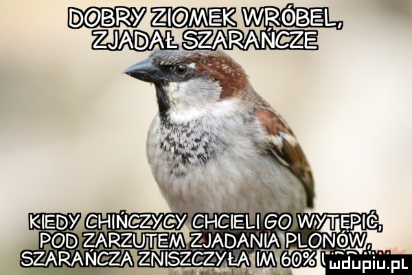 d bry   cm kwróbęl zca a lez arancze. ehinc z-cy chcieli eo wat tępió pod zarz udem zjadania plo  vv u