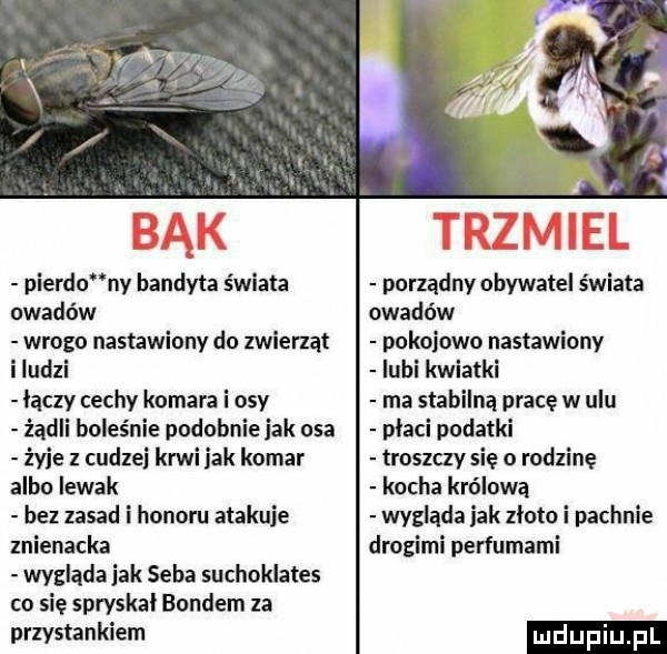 pierno ny bandyta świata owadów wrogo nastawiony do zwierząt i ludzi laczy cechy komara i osy żądli boleśnie podobnie jak osa żmie z cudzei krwi idk komar albo iewak bez zasad i honoru atakuje znienacka wygląda jak seba suchoklates co się spryskai bondem za przystankiem porządny obywatel świata owadów pokojowo nastawiony lubi kwiatki ma stabilną pracę w ulu placi podatki troszczy się o rodzinę kocha królową wygląda idk zloto i pachnie drogimi perfumami