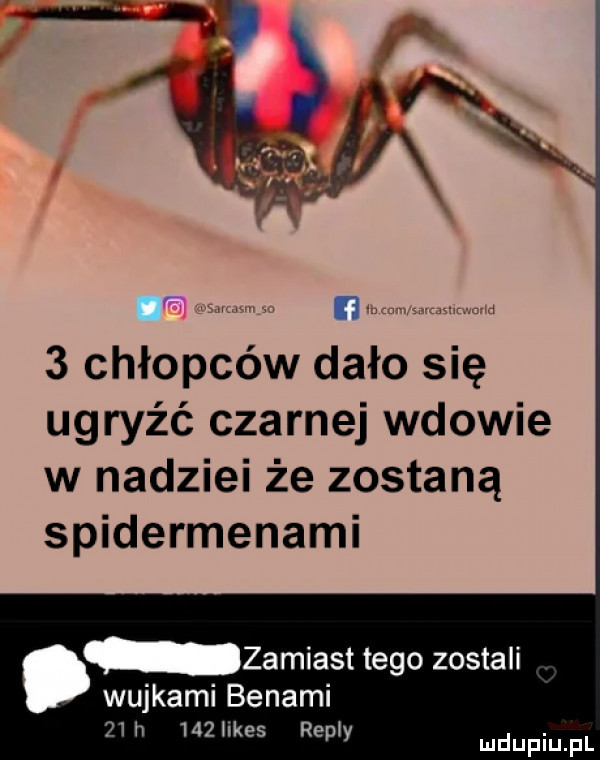 chłopców dało się ugryźć czarnej wdowie w nadziei że zostaną spidermenami zamiast tego zostali wujkami benami   h    hkes repry