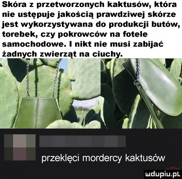 skóra z przetworzonych kaktusów która nie ustępuje jakością prawdziwej skorze jest wykorzystywana do produkcji butów torebek czy pokrowców na fotele samochodowe. i nikt nie musi zabijać żadnych zwierząt na ciuchy przeklęci mordercy kaktusów