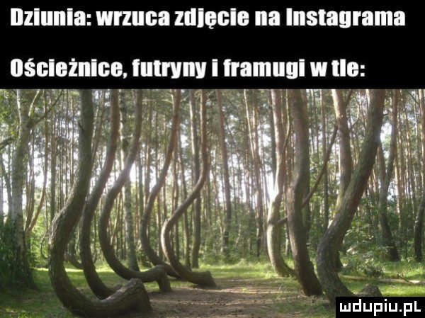 nśulnżnice. iulnlnv i framugi w ila maupiupl