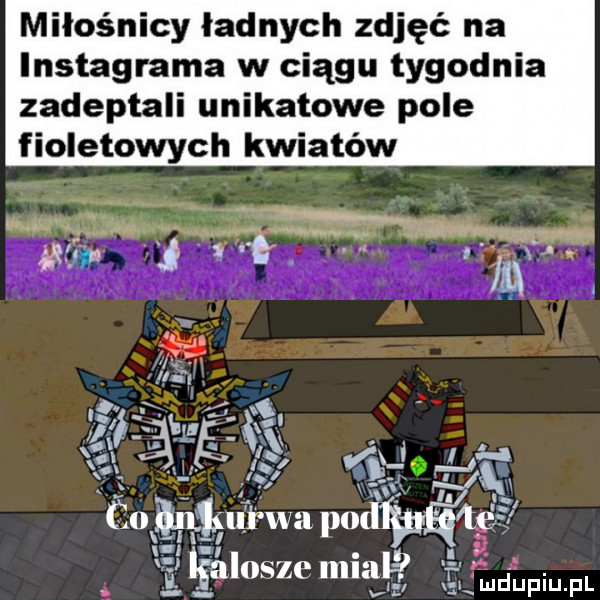 miłośnicy ładnych zdjęć na instagrama w ciągu tygodnia zadeptali unikatowe pole fioletowych kwiatów lk ą ł. if cu     ka. podwn w m   a liiigiłlosze mialf