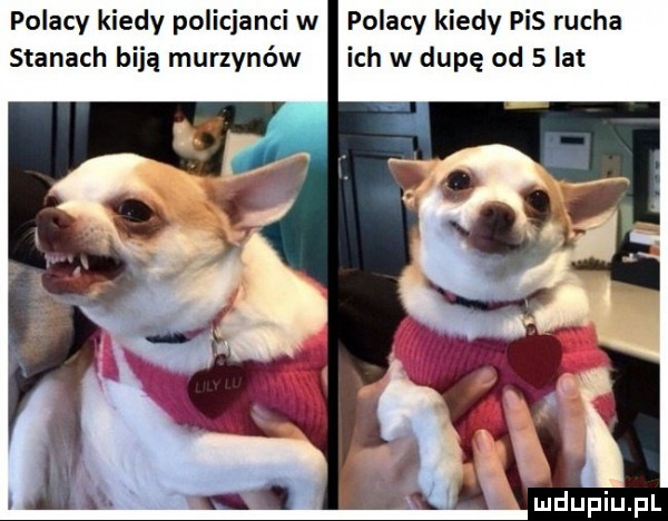 polacy kiedy policjanci w polacy kiedy pis rucha stanach biją murzynów ich w dupę od   lat luclupiu pl