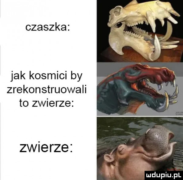 czaszka jak kosmici by zrekonstruowali to zwierze zwierze