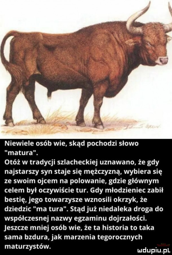 niewiele osób wie skąd pochodzi slowo matura. otóż w tradycji szlacheckiej uznawano że gdy najstarszy syn staje się mężczyzną wybiera się ze swoim ojcem na polowanie gdzie głównym celem był oczywiście tur. gdy mlodzieniec zabil bestię jego towarzysze wznosili okrzyk że dziedzic ma tura. stąd już niedaleka droga do współczesnej nazwy egzaminu dojrzałości. jeszcze mniej osób wie że ta historia to taka sama bzdura. jak marzenia tegorocznych maturzystow. ndupiu pl