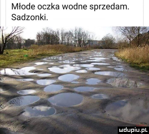 młode oczka wodne sprzedam. sadzonki