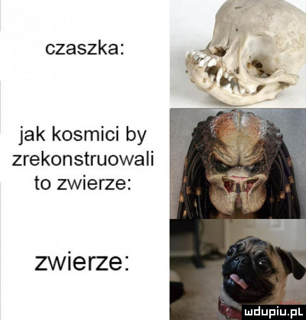 czaszka jak kosmici by zrekonstruowali to zwierze zwierze