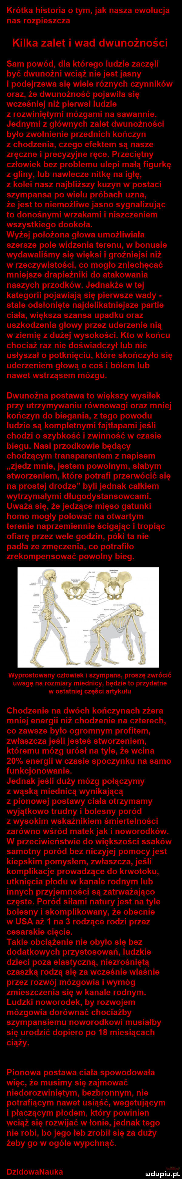 krótka historia o tym jak nasza ewolucja nas rozpieszcza kilka zalet i wad dwunożności sam powód dla którego ludzie zaczęli być dwunożni wciąż nie jest jasny i podejrzewa się wiele równych czynników oraz że dwunożność pojawila się wcześniej niż pierwsi ludzie z rozwiniętymi mózgami na sawannie. jednymi z głównych zalet dwunożności było zwolnienie przednich kończyn z chodzenia czego efektem są nasze zręczne i precyzyjne ręce. przeciętny człowiek bez problemu ulepi mdlą figurkę z gliny lub nawlecze nitkę na irlę z kolei nasz najbliższy kuzyn w postaci szympansa po wielu próbach uzna że jest to niemożliwe jasno sygnalizując to donośnymi wozakami i niszczeniem wszystkiego dookola. wyżej położona glowa umożliwiała szersze pole widzenia terenu w bonusie wydawaliśmy się więksi i groźniejsi niż w rzeczywistości co mogło zniechęcać mniejsze drapieżniki do atakowania naszych przodków. jednakże w tej kategorii pojawiają się pierwsze wady stale odsłonięte najdelikatniejsze partie ciała większa szansa upadku oraz uszkodzenia głowy przez uderzenie nią w ziemię z dużej wysokości. kto w końcu chociaż raz nie doświadczył lub nie usłyszał o potknięciu które skończyło się uderzeniem głową o coś i bólem lub nawet wstrząsem mózgu. dwunożna postawa to większy wysilek przy utrzymywaniu równowagi oraz mniej kończyn do biegania złego powodu ludzie są kompletnymi fajtlapami jeśli chodzi o szybkość i zwinność w czasie biegu. nasi przodkowie będący chodzącym transparentem z napisem zjedz mnie jestem powolnym słabym stworzeniem które potrafi przerwócić się na prostej drodze byli jednak calkiem wytrzymałymi dlugodystansowcami. uważa się że jedzące mięso gatunki homo mogły polować na otwartym terenie naprzemiennie ścigając i tropiąc ofiarę przez wsie godzin póki ta nie padla ze zmęczenia co potrafiło zrekompensować powolny bieg. wyprostowany czlowiek i szympans proszę zwrócić uwagę na rozmiary miednicy. będzie to przydatne w ostatniej części artykulu chodzenie na dwóch kończynach zżera mniej energii niż chodzenie na czterech co zawsze było ogromnym profitem zwłaszcza jeśli jesteś stworzeniem któremu mózg urósł na tyle że wcina    energii w czasie spoczynku na samo funkcjonowanie. jednakjeśli duży mózg połączymy z wąską miednicą wynikającą z pionowej postawy ciała otrzymamy wyjątkowo trudny i bolesny poród z wysokim wskaźnikiem śmiertelności zarówno wśród matek jak i noworodków. w przeciwieństwie do większości ssaków samotny poród bez niczyjej pomocy jest kiepskim pomysłem zwłaszcza jeśli komplikacje prowadzące do krwotoku utknięcia plodu w kanale rodnym lub innych przyjemności są zatrważająco częste. poród siłami naturyjest na tyle bolesny i skomplikowany że obecnie w usa aż   na   rodzące rodzi przez cesarskie cięcie. takie obciążenie nie obyło się bez dodatkowych przystosowań ludzkie dzieci poza elastyczną niezrośniętą czaszką rodzą się za wcześnie właśnie przez rozwój mózgowia i wymóg zmieszczenia się w kanale rodnym. ludzki noworodek by rozwojem mózgowia dorównać chociażby szympansiemu noworodkowi musialby się urodzić dopiero po    miesiącach ciąży. pionowa postawa ciala spowodowała więc że musimy się zajmować niedorozwiniętym bezbronnym nie potrafiącym nawet usiąść wegetującym i płaczącym płodem który powinien wciąż się rozwijać w łonie jednak tego nie robi bo jego łeb zrobił się za duży żeby go w ogóle wypchnąć. dzidowanauka